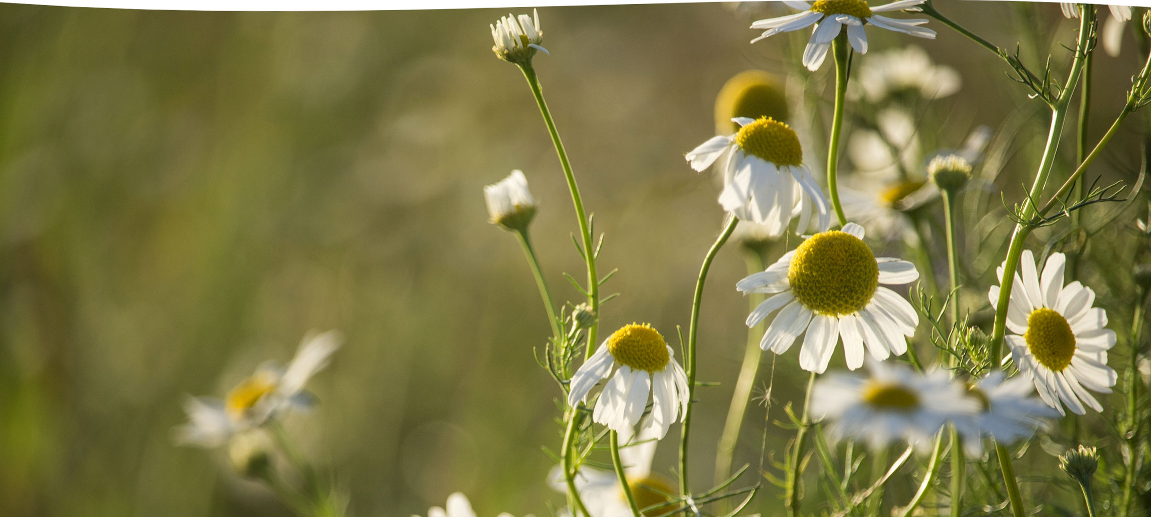 Hopewell Essential Oils Wellness