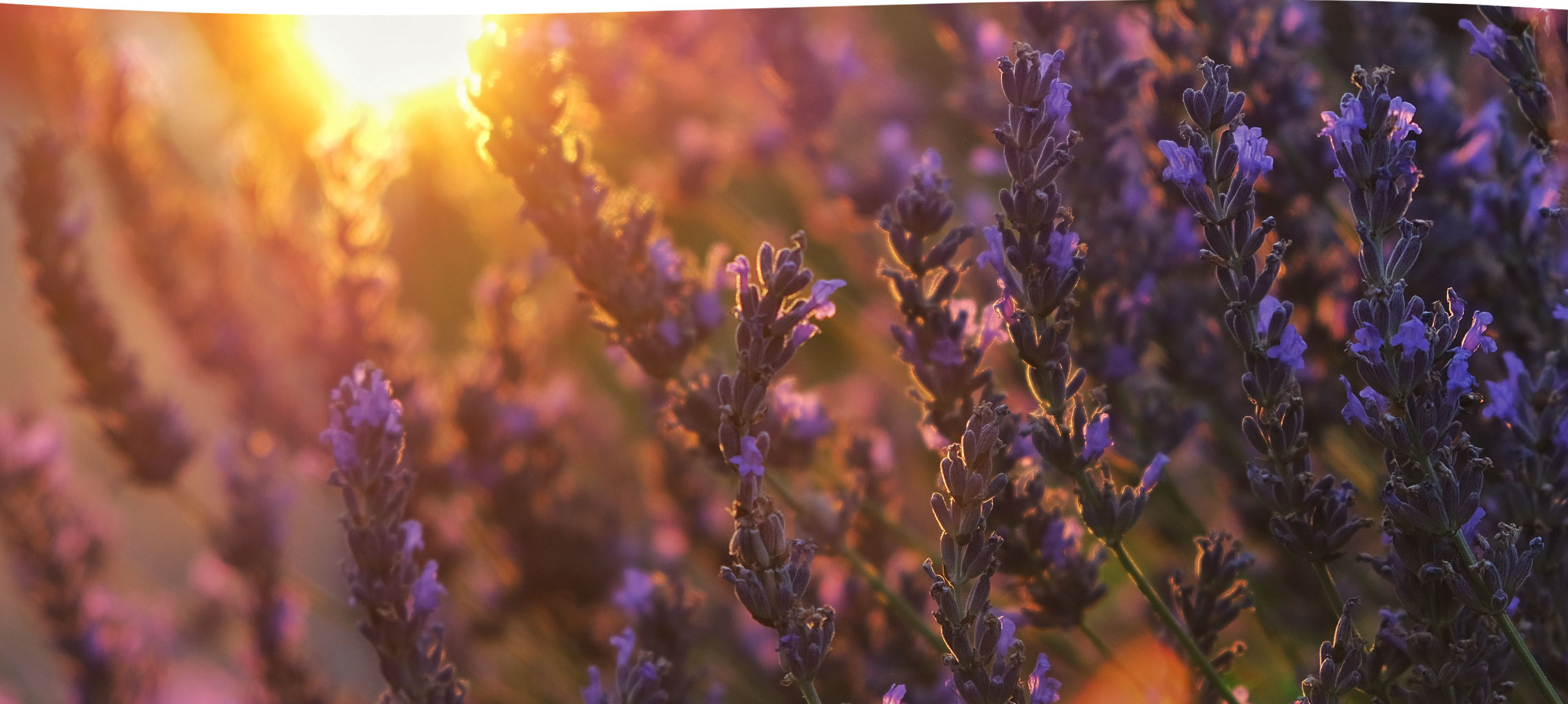 Hopewell Essential Oils Healing