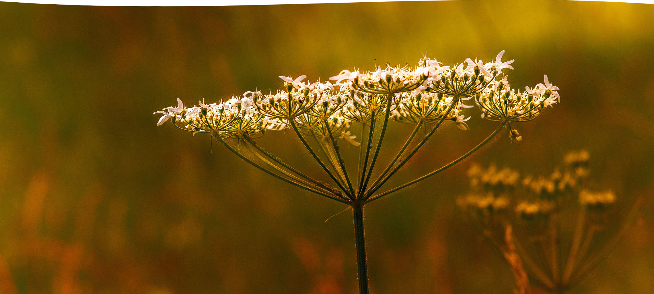 Hopewell Essential Oils Wholeness
